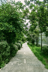 footpath in the park