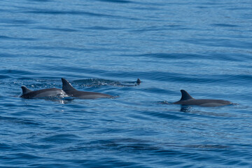 Fototapeta premium Dolphins swimming in the sea
