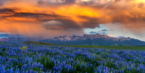 A lush field of wildflowers with snowy mountains at sunset in Colorado © Ryan Bonneau