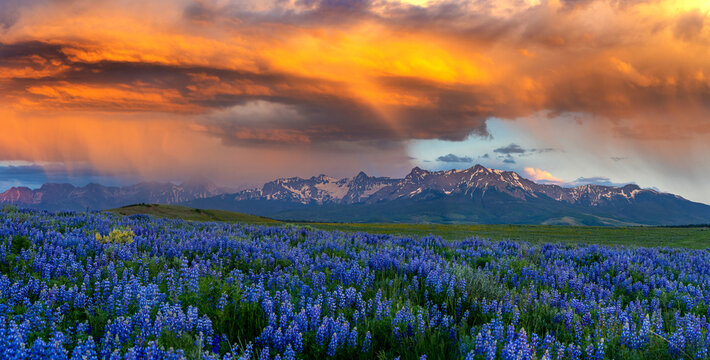 A lush field of wildflowers with snowy mountains at sunset in Colorado
