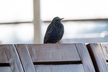 pigeon on a fence