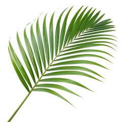 Vibrant Tropical Leaf in 4K: Fresh, Detailed, and Glossy Green Foliage on Pure White Background for Aesthetic Appeal