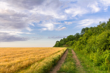 Country road near the forest on the edge of a barley field. Beautiful summer landscape