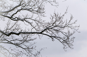 tree branches against blue sky
