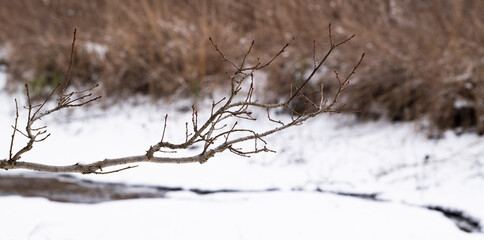 snow covered branches