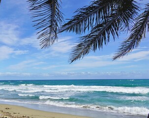 tropical beach with palm trees