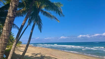 Obraz premium palm trees on the beach