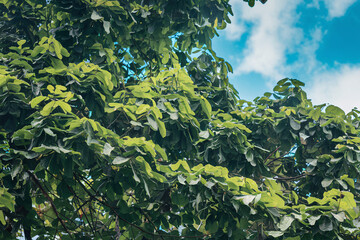 Lush Green Canopy of Overlapping Tree Leaves - Nature Forest Background