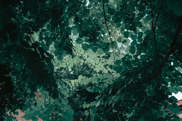 Lush Green Canopy of Overlapping Tree Leaves - Nature Forest Background