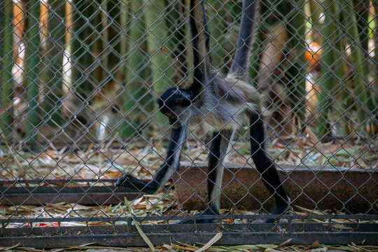 Geoffroy's Spider Monkey in the Wild – Arboreal Primate of Central America