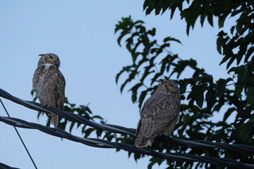 Two great horned owls on a powerline