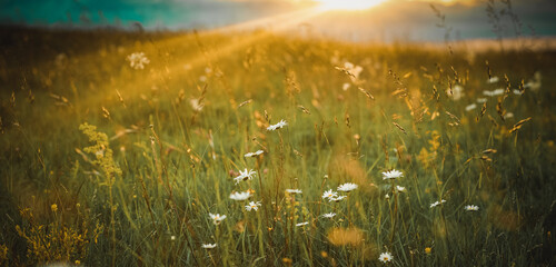 beautiful summer panorama of flowers on a field