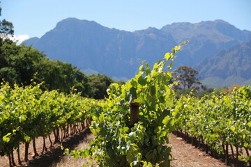 Naklejka premium vineyard in South Africa with mountains 