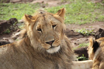 lion in the grass