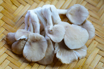Oyster mushroom or lung oyster