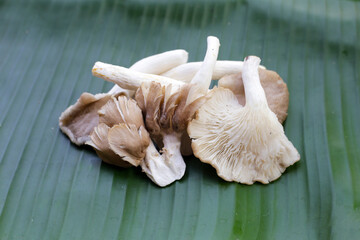 Oyster mushroom or lung oyster