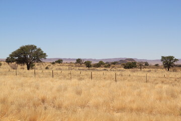 trees in the savannah