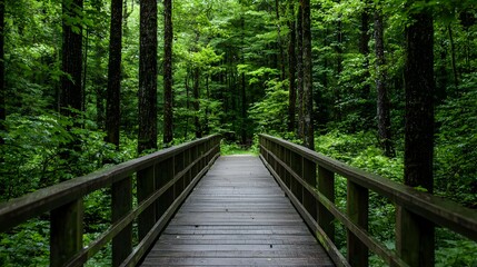 Wooden Bridge Pathway Through Lush Green Forest