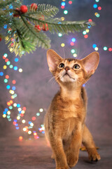 Portrait of a red kitten with a Christmas tree. Abyssinian kitten celebrates the new year