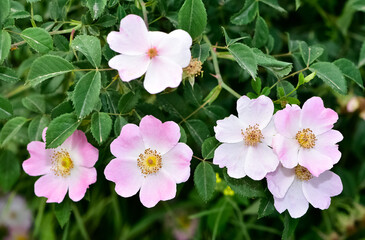 Obraz premium Natural flowers growing in rural areas. rosehip flower photos.