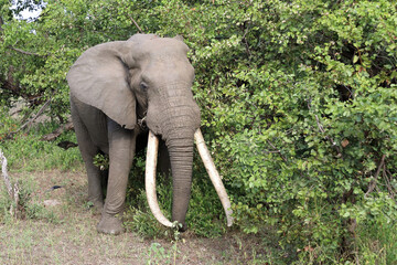 Afrikanischer Elefant / African elephant / Loxodonta africana