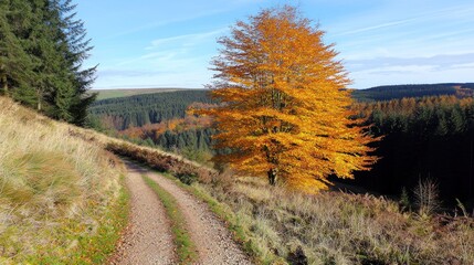 Fototapeta premium Autumnal path through forest hills, bright fall foliage, sunny day