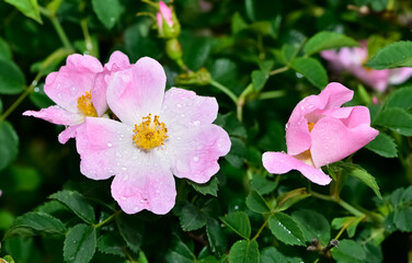 Fototapeta premium Natural flowers growing in rural areas. rosehip flower photos.