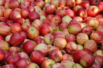 Apfel,  Malus domestica, Gala