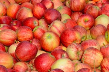 Apfel,  Malus domestica, Gala
