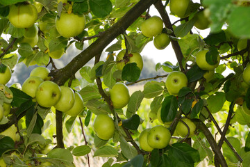 Apfel,  Malus domestica, Transparent von Croncels