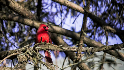 Bright red Northern cardinal male perched on a branch surrounded by tree limbs