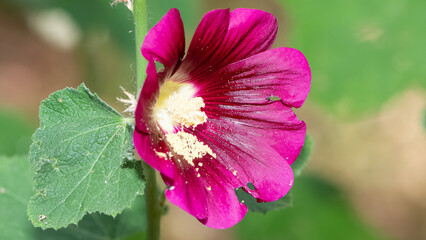 natural plants, natural flowers photos