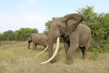 Obraz premium Afrikanischer Elefant / African elephant / Loxodonta africana