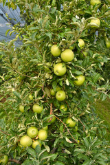 Apfel,  Malus domestica, Granny Smith