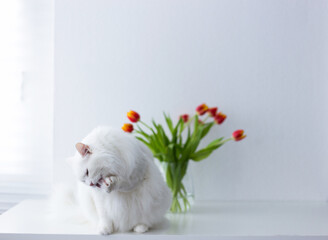 A beautiful, long-haired white turkish angora cat with fluffy fur sits gracefully on a minimalist...