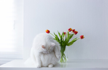 A beautiful, long-haired white turkish angora cat with fluffy fur sits gracefully on a minimalist...