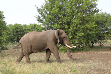 Naklejka premium Afrikanischer Elefant / African elephant / Loxodonta africana