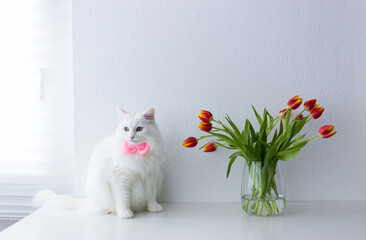 A beautiful, long-haired white turkish angora cat with fluffy fur sits gracefully on a minimalist...