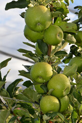 Apfel,  Malus domestica, Granny Smith