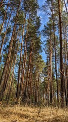 Obraz premium forest, tree, trees, woods, pine, landscape, nature, autumn, wood