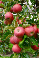 Apfel,  Malus domestica; Elstar