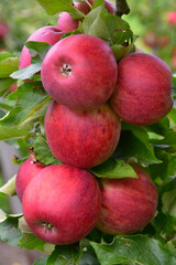 Apfel,  Malus domestica, Braeburn