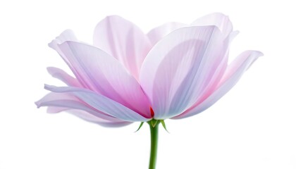 Fototapeta premium Delicate Pink Cosmos Flower Closeup Soft Focus Macro