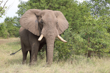 Fototapeta premium Afrikanischer Elefant / African elephant / Loxodonta africana