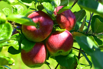 Apfel,  Malus domestica, Altländer Pfannkuchenapfel