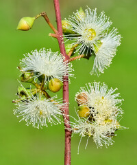 natural plants and flowers. Photos of eucalyptus tree flowers and seeds.
