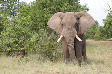 Fototapeta premium Afrikanischer Elefant / African elephant / Loxodonta africana
