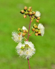 natural plants and flowers. Photos of eucalyptus tree flowers and seeds.