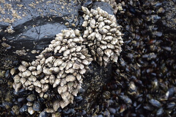 Mussels on Rocks