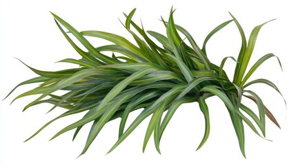 Fototapeta premium A bushy vetiver plant with long, slender green leaves, isolated on a white background. No people, no text.